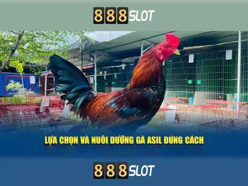 đánh giá xổ số 888slot